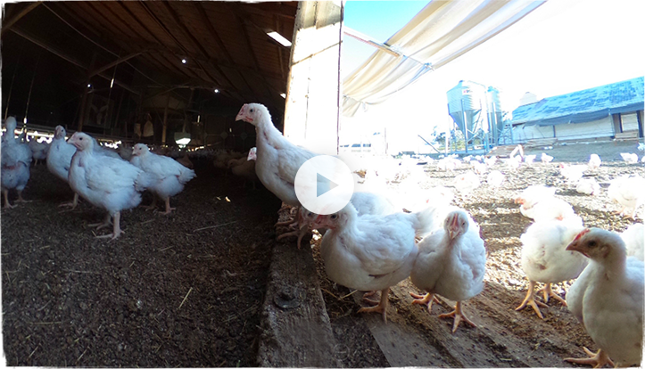 360 view of free range chicken housing